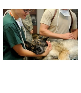 MF1589_3 Hospitalización de Animales