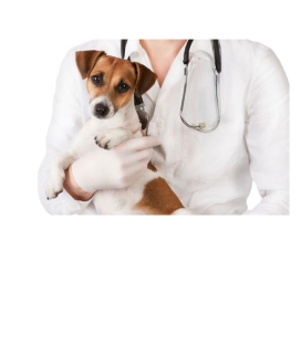 MF1587_3 Consulta clínica veterinaria
